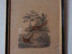 A Courting Pheasants Picture framed on a wall.