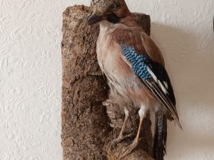A Taxidermy Jay Bird perched on a branch.